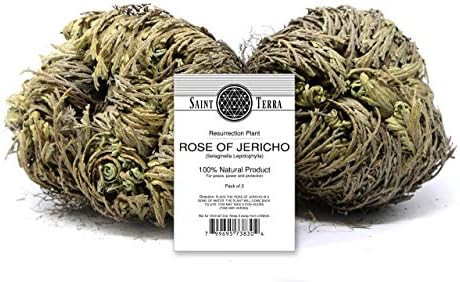 Saint Terra - Rose of Jericho Flower The Resurrection Plant, Pack of 2 | Amazon (US)