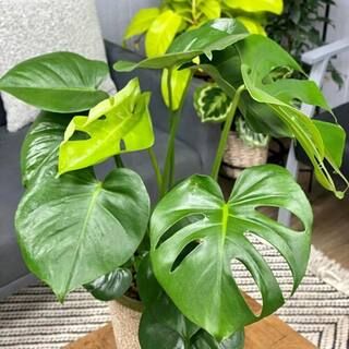 PROVEN WINNERS leafjoy Collection Monstera Deliciosa Live Indoor Plant in 7 in. Seagrass Pot, Avg Sh | The Home Depot
