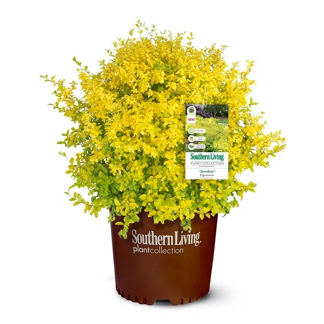 Southern Living Plant Collection Sunshine Ligustrum Privet Live Shrubs (2 Gallon) | Walmart (US)