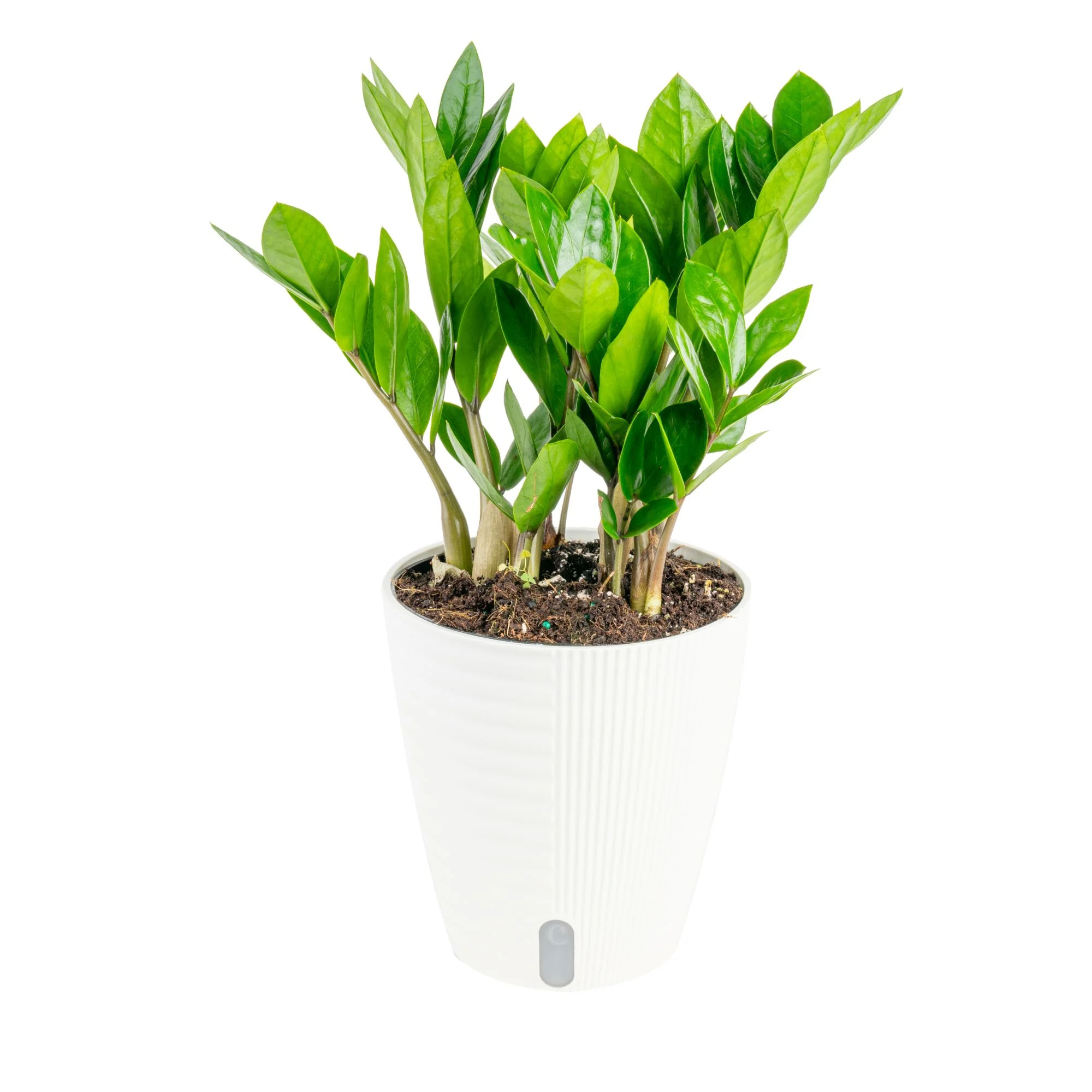 Costa Farms ZZ Zamioculcas Live Plant in Self-Watering 6”  Pot – Low Light | Walmart (US)