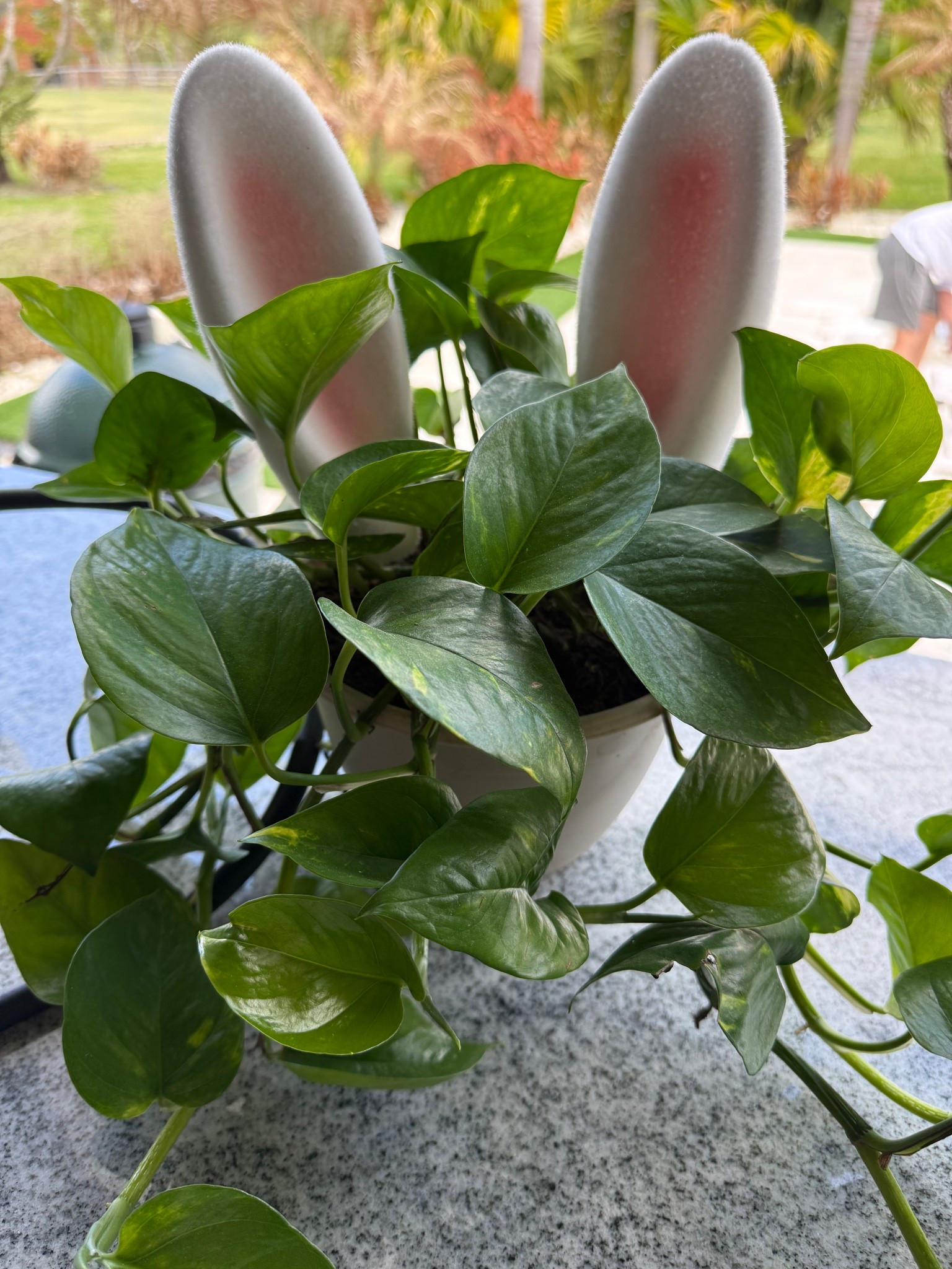 I easiest way to spruce up your decor !

#LTKSpringSale #LTKHome #LTKSeasonal