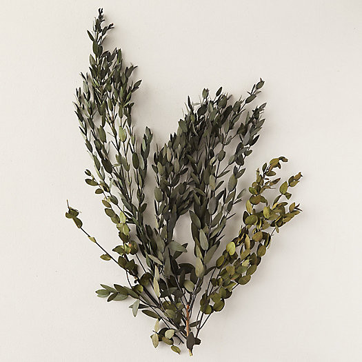 Preserved Parvifolia Eucalyptus Bunch | Terrain