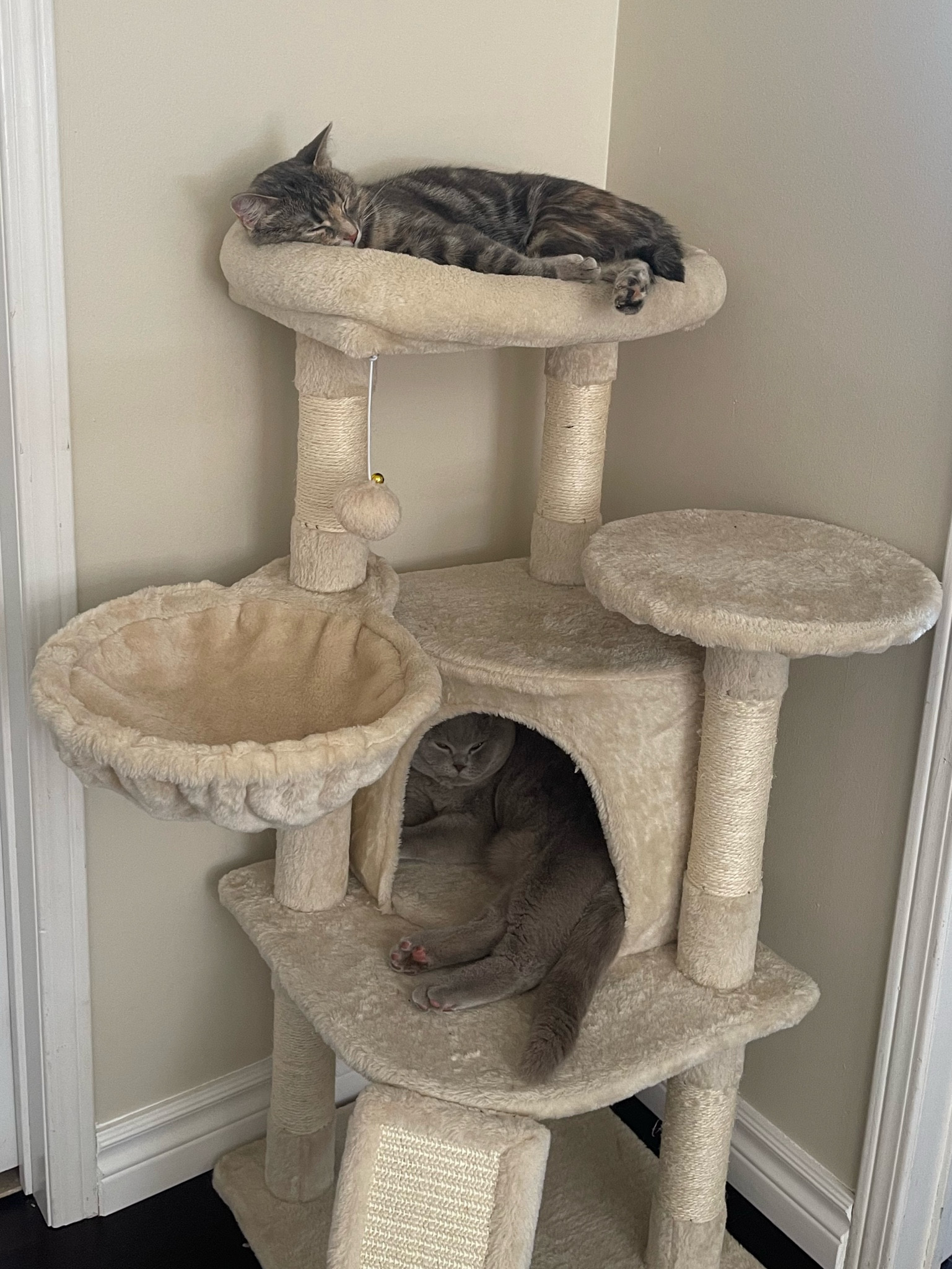 cozy cat tree for  kittens/cats up to 12lbs 

#LTKunder50 #LTKhome #LTKFind