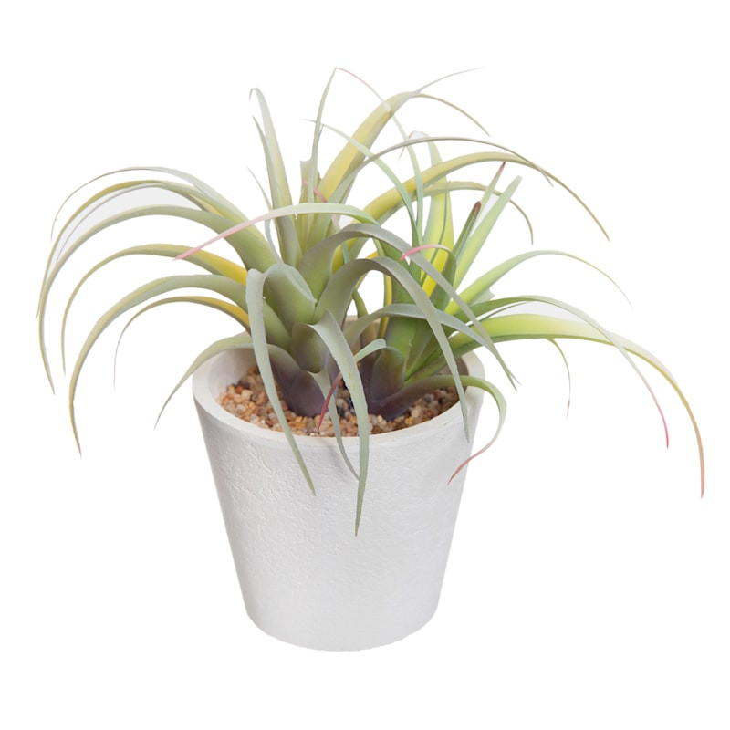 Air Plant with White Planter, 6" | At Home