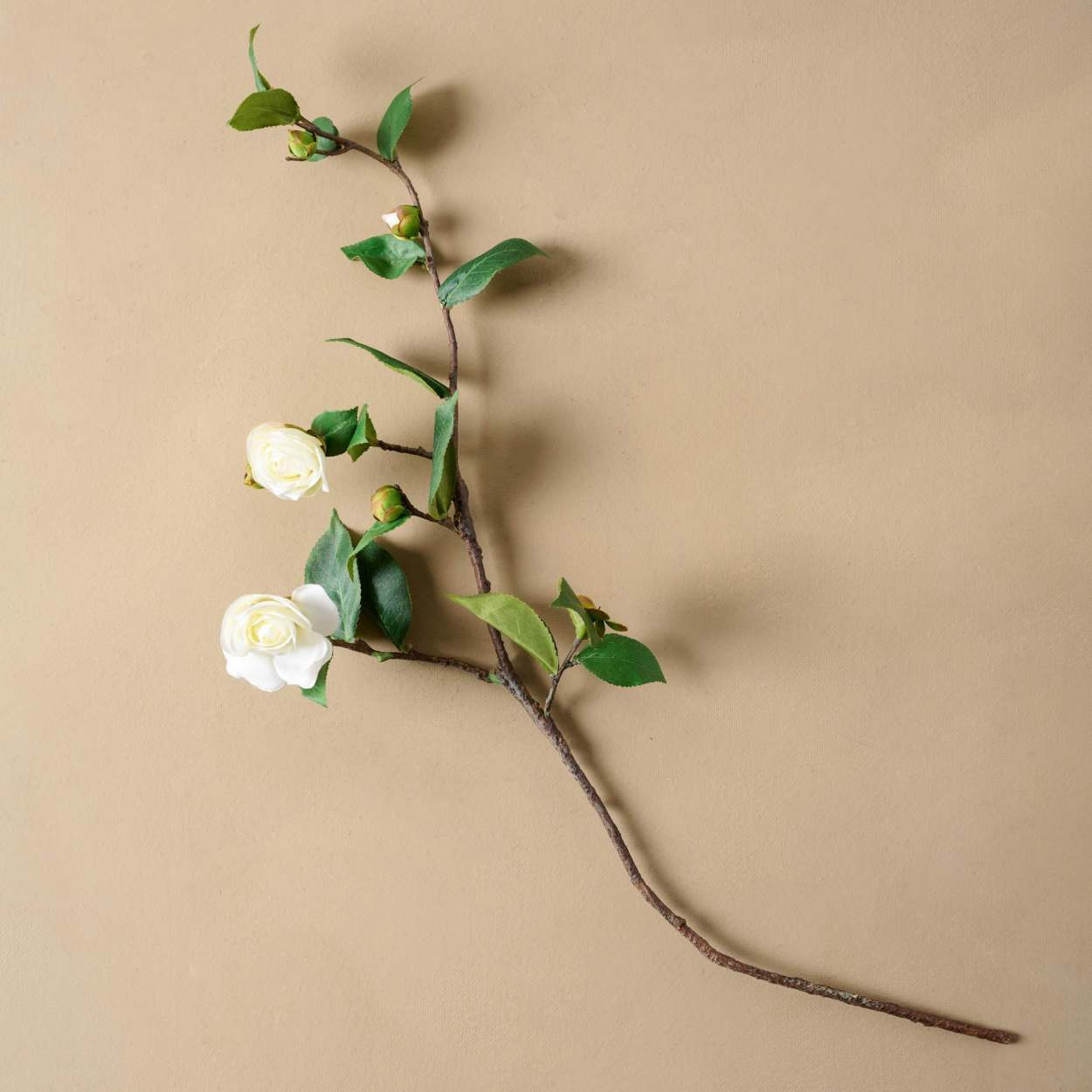 Camellia Stem | Magnolia