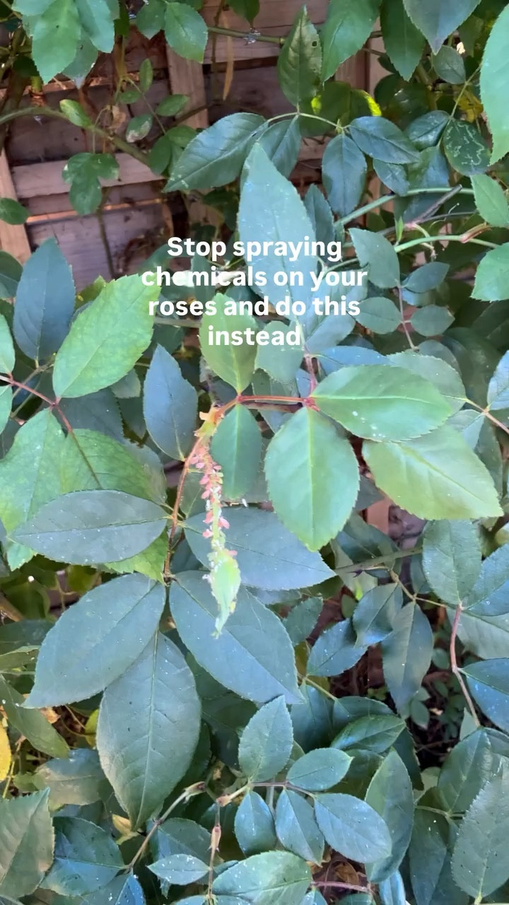 Seeing bugs on your roses (or any blooms in your garden) doesn’t mean you need to reach for chemicals.

A strong stream of water can remove pests instantly without the chemicals. 

This works best for aphids and soft-bodied insects and keeps your garden simple and effective.

If you can’t check your roses daily, apply neem oil to prevent bugs from returning. Comment SHOP for a link to my fav one. 

Save this as a reminder and follow for more cozy home decor and beginner gardening tips.