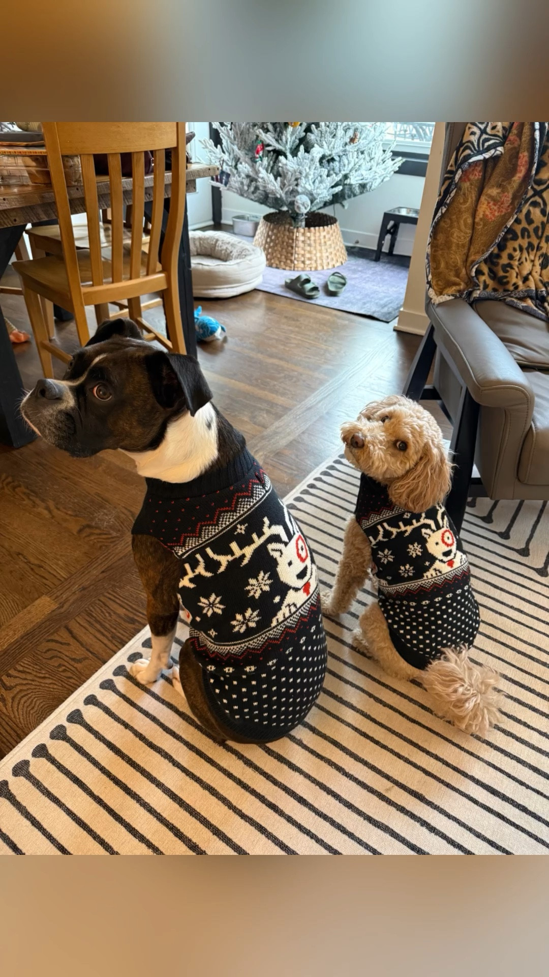 The cutest gift for pets. Target Bullseye dog sweater. Universal Thread Alpine sweater.

Target style, Target pet gifts, Target finds, dog sweaters, Target Bullseye, Christmas sweater for dogs


#LTKdayinmylife #LTKHoliday #LTKCyberWeek
