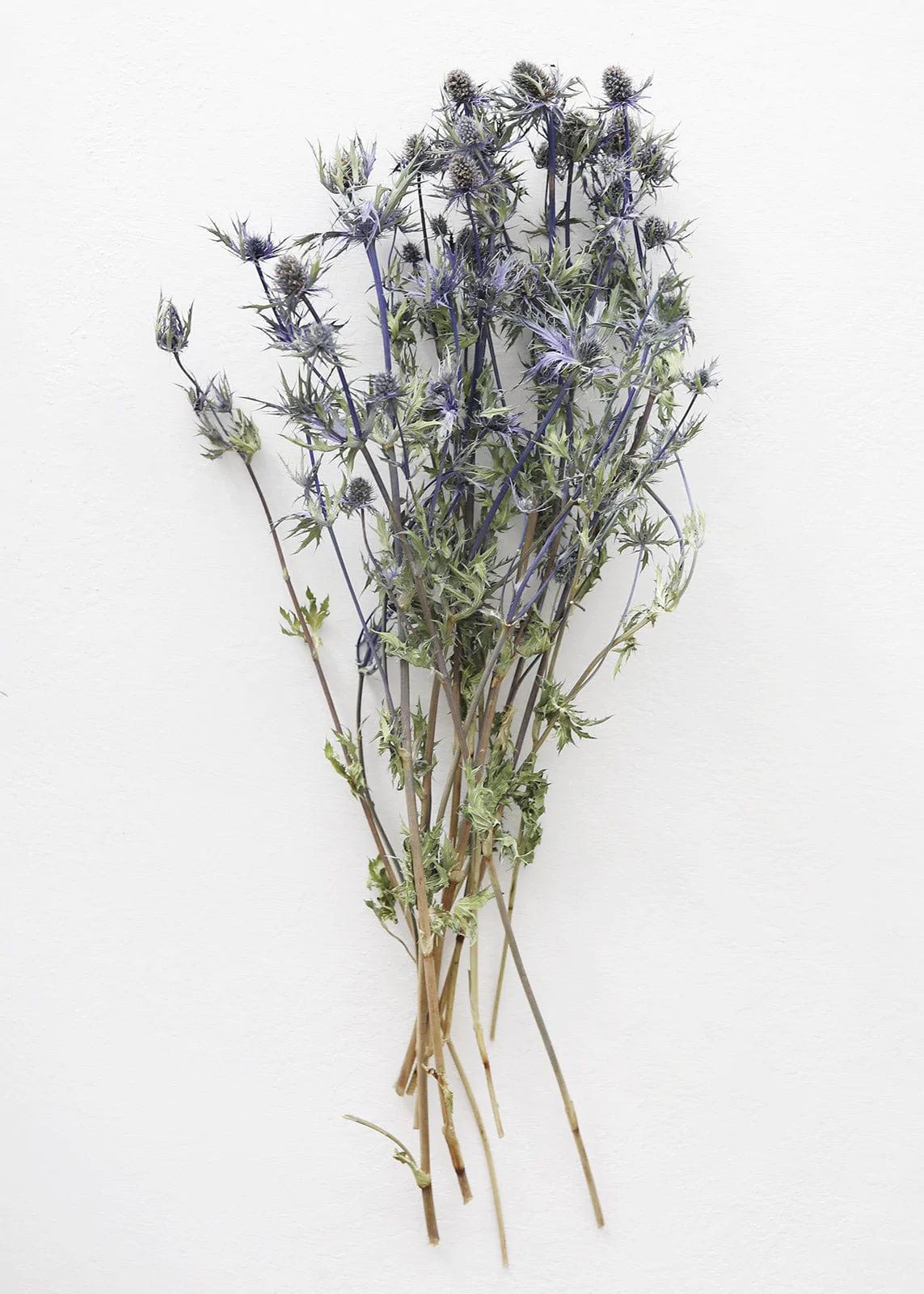 Dried Eryngium Sea Holly Flowers - 15-22" | Afloral (US)