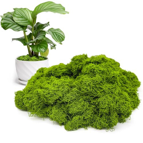 Aspamms Fake Green Moss for Potted Plants Indoor, 5.3oz Artificial Moss for Crafts, Faux Moss Decor for Fairy Garden, DIY Decorative, Model Making, Walls, Glass Containers, Home | Amazon (US)
