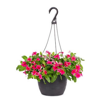 Metrolina Greenhouses Pink Vinca Hanging Basket | Lowe's