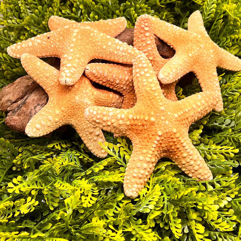 Jungle Starfish for Hermit Crabs and Isopods, Fishy odor crustaceans love. 4-5in approximately | Etsy (Global)