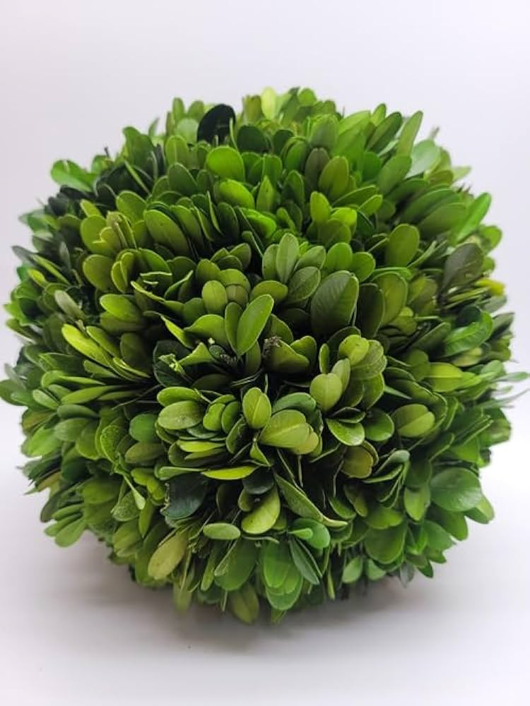 Preserved Boxwood Ball 8 inch | Amazon (US)