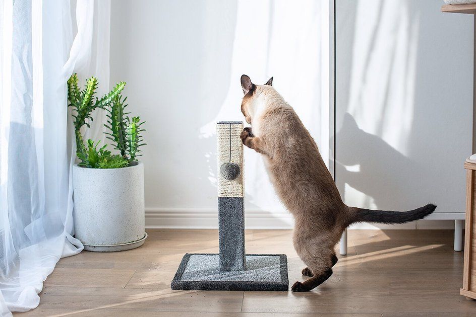 CATRY 16.3-in Sisal Cat Scratching Post with Toy - Chewy.com | Chewy.com