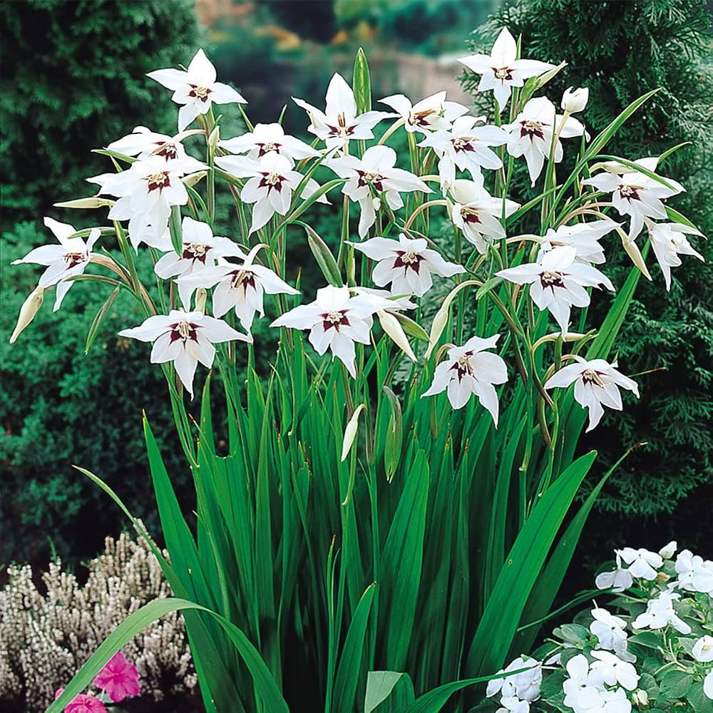 Acidanthera Murielae Bulbs - Versatility, Fragrant Blooms, Perennial Peacock Orchid Flower Bulbs ... | Amazon (US)