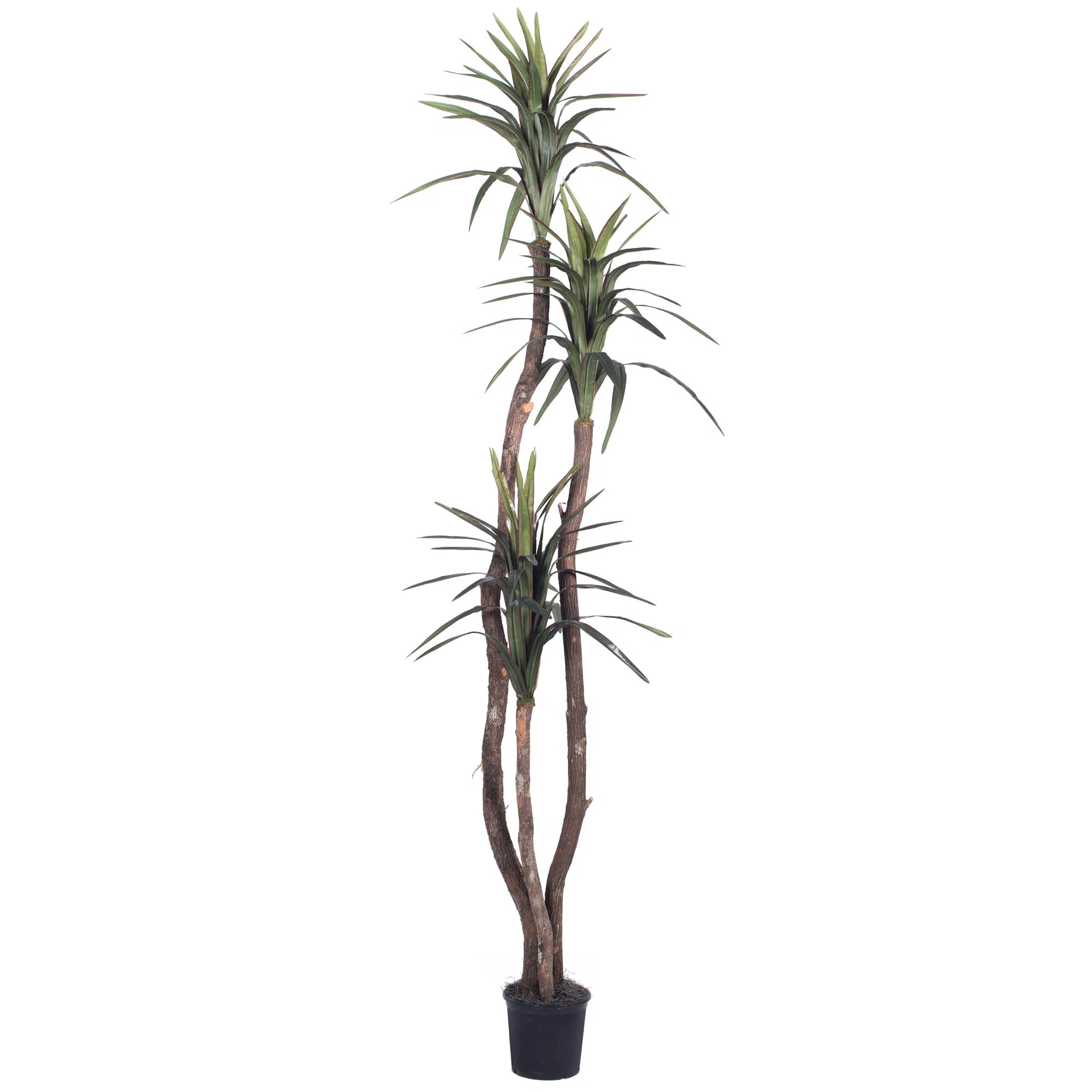 Primrue Marginata Deluxe Tree in Pot & Reviews | Wayfair | Wayfair North America