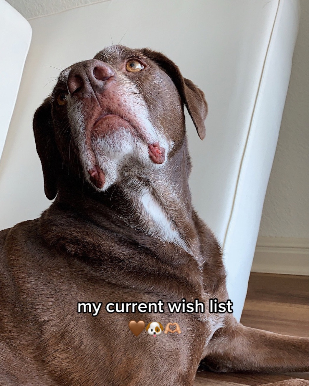 doggy wish list 🐶🤎

#LTKunder50 #LTKGiftGuide #LTKhome