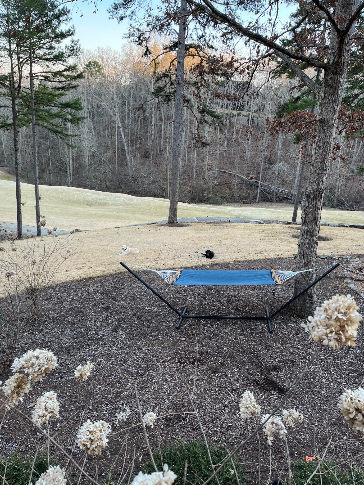 It’s a dog’s life! 🐕 

#LTKHome #LTKU #LTKFindsUnder100