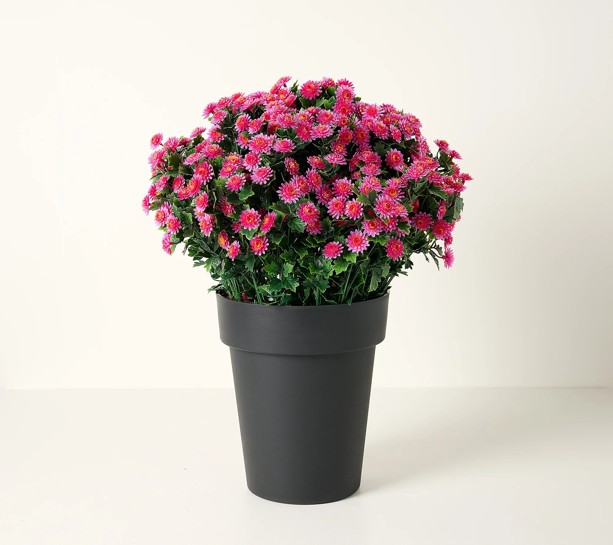 Wicker Park 24" Indoor/Outdoor Jumbo Potted Fau Mums | QVC