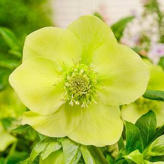 Searchlight Lenten Rose Hellebore Dormant Bare Root Yellow Flowering Perennial Starter Plant (1-Pack) | The Home Depot