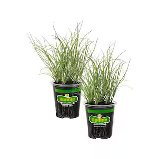19 oz. Onion Chives Herb Plant (2-Pack) | The Home Depot