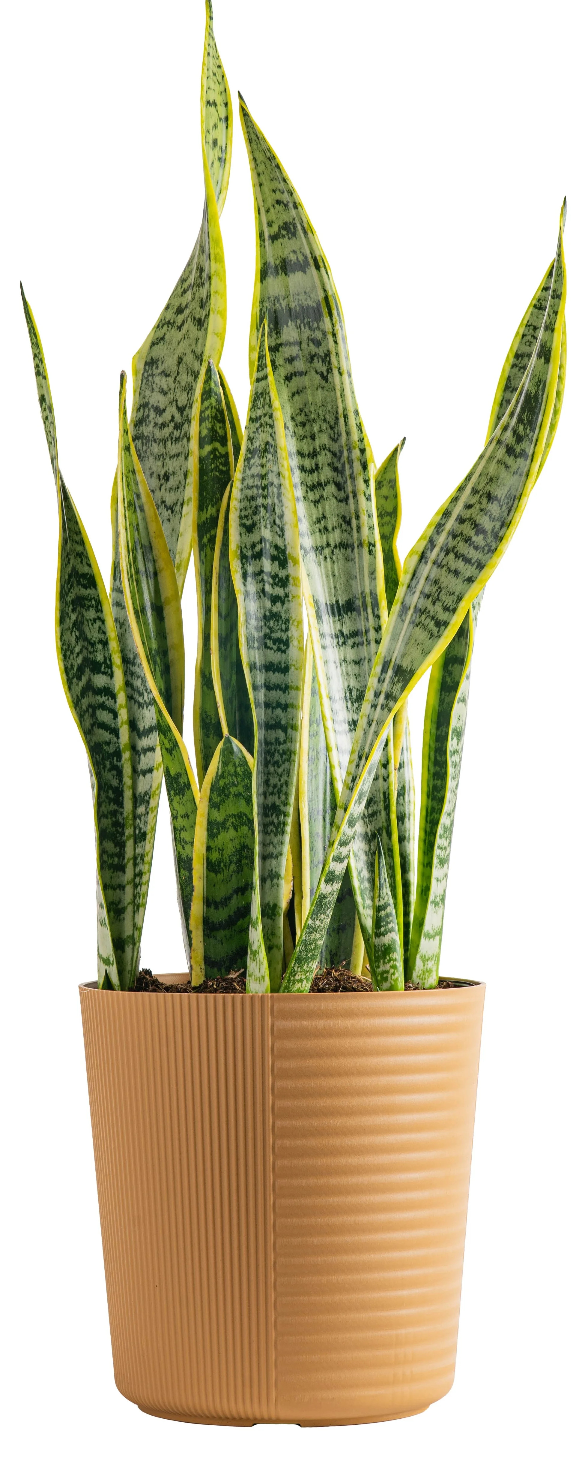 Costa Farms Plants with Benefits Live Plant Sansevieria Snake Plant in 10in Decor Pot | Walmart (US)