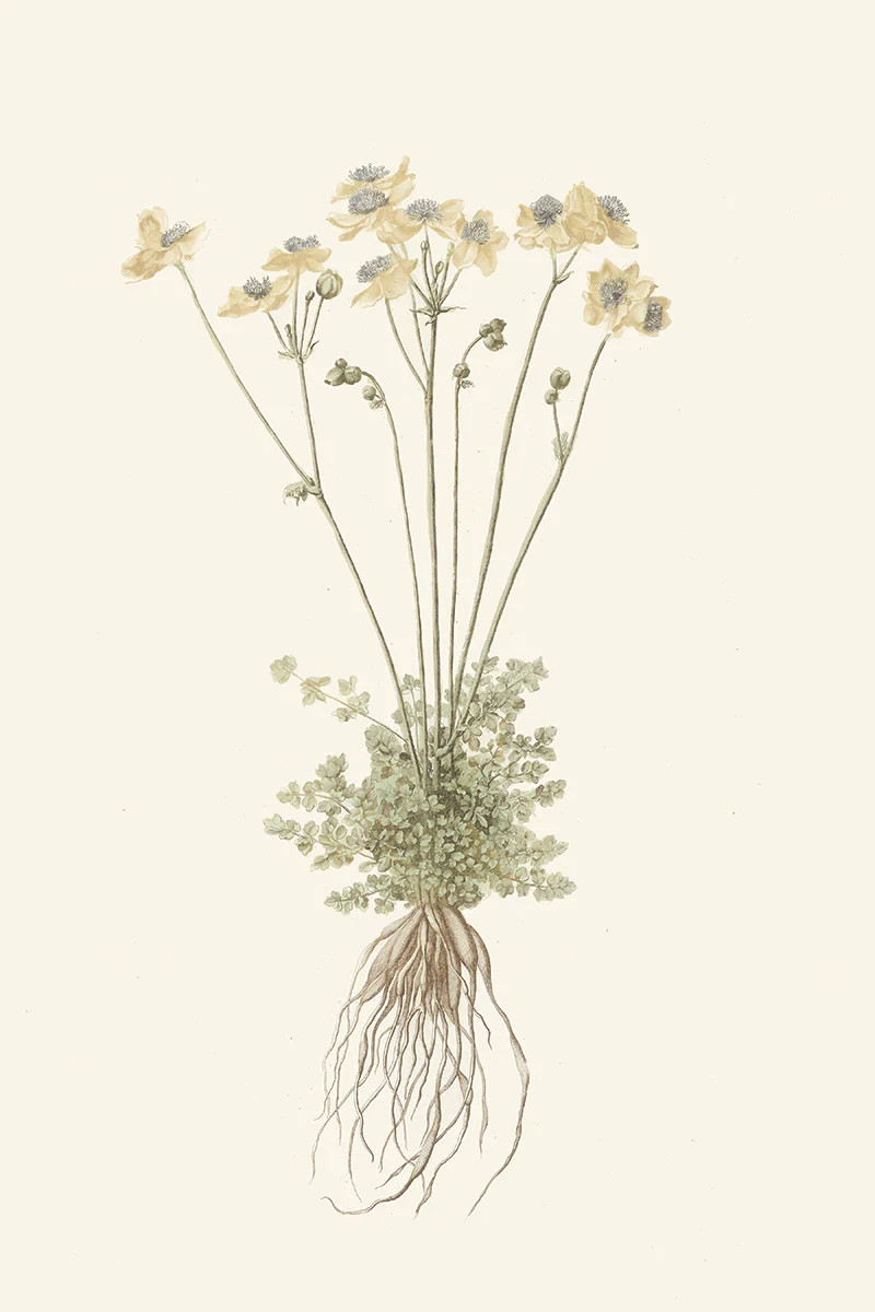 Honeysuckle II | Juniper Print Shop