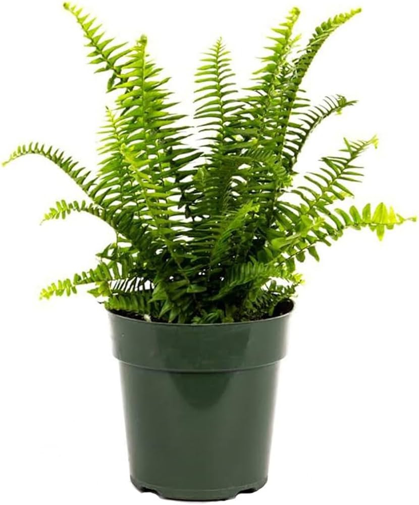 American Plant Exchange Kimberly Queen Fern, Live Hardy Houseplant, 6-Inch Pot, 18" Tall, Versati... | Amazon (US)
