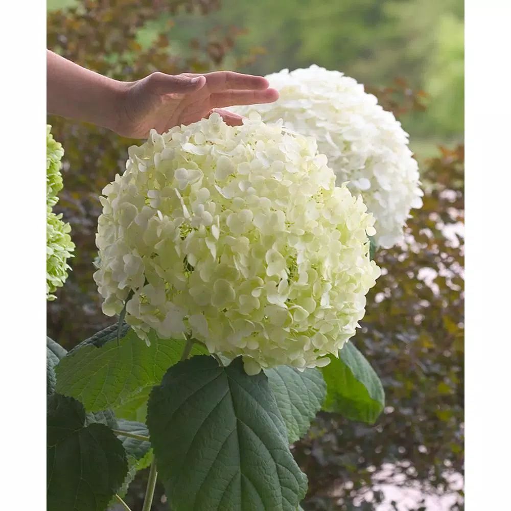 PROVEN WINNERS 1 Gal. Incrediball Smooth Hydrangea, Live Shrub, Green to White Flowers-HYDPRC1056... | The Home Depot