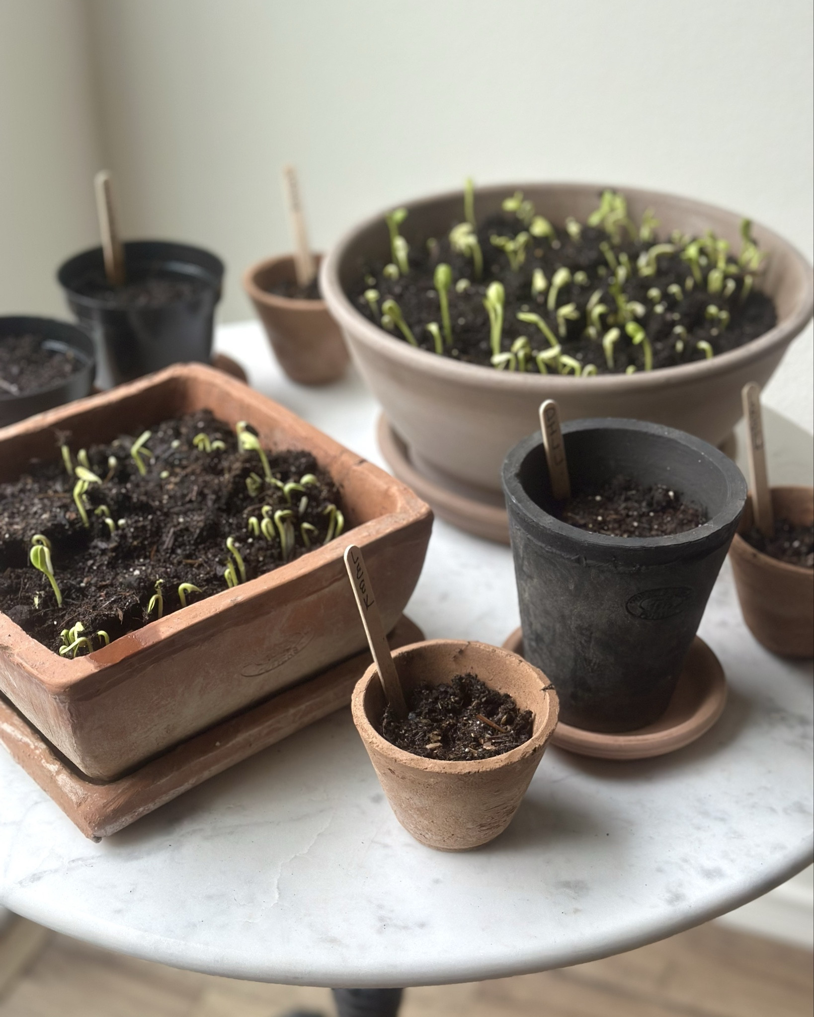 This cute little marble bistro table is adorable! It’s perfect for our seed starters and microgreens, but you also could use it as a living room side table, backyard garden table for two, etc. 🌱 

Our patio’s big window is perfect for our seeds that we’re starting inside before adding them to the garden. The microgreens are sunflower seeds, which I soaked for a few hours before planting 💚

#LTKSeasonal #LTKWatchNow #LTKHome