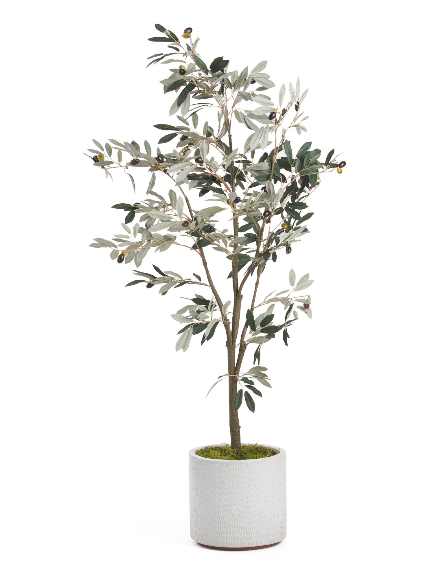 5ft Dusty Olive Tree In Glaze Pot | TJ Maxx