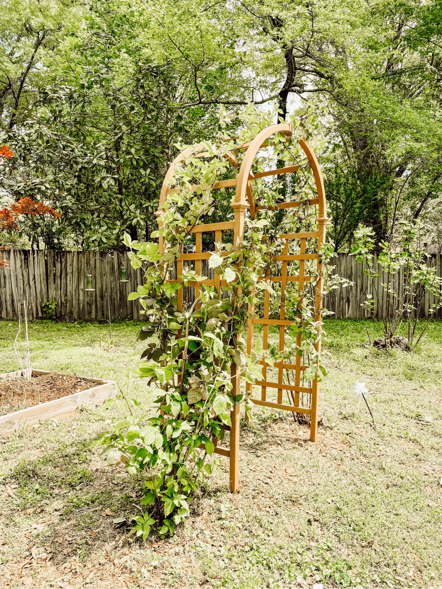 The blackberry vines needed an arch. My new garden arbor is only $100! Perfect for vining plants and summer gardens. 🤎

#LTKSeasonal #LTKHome #LTKStyleTip