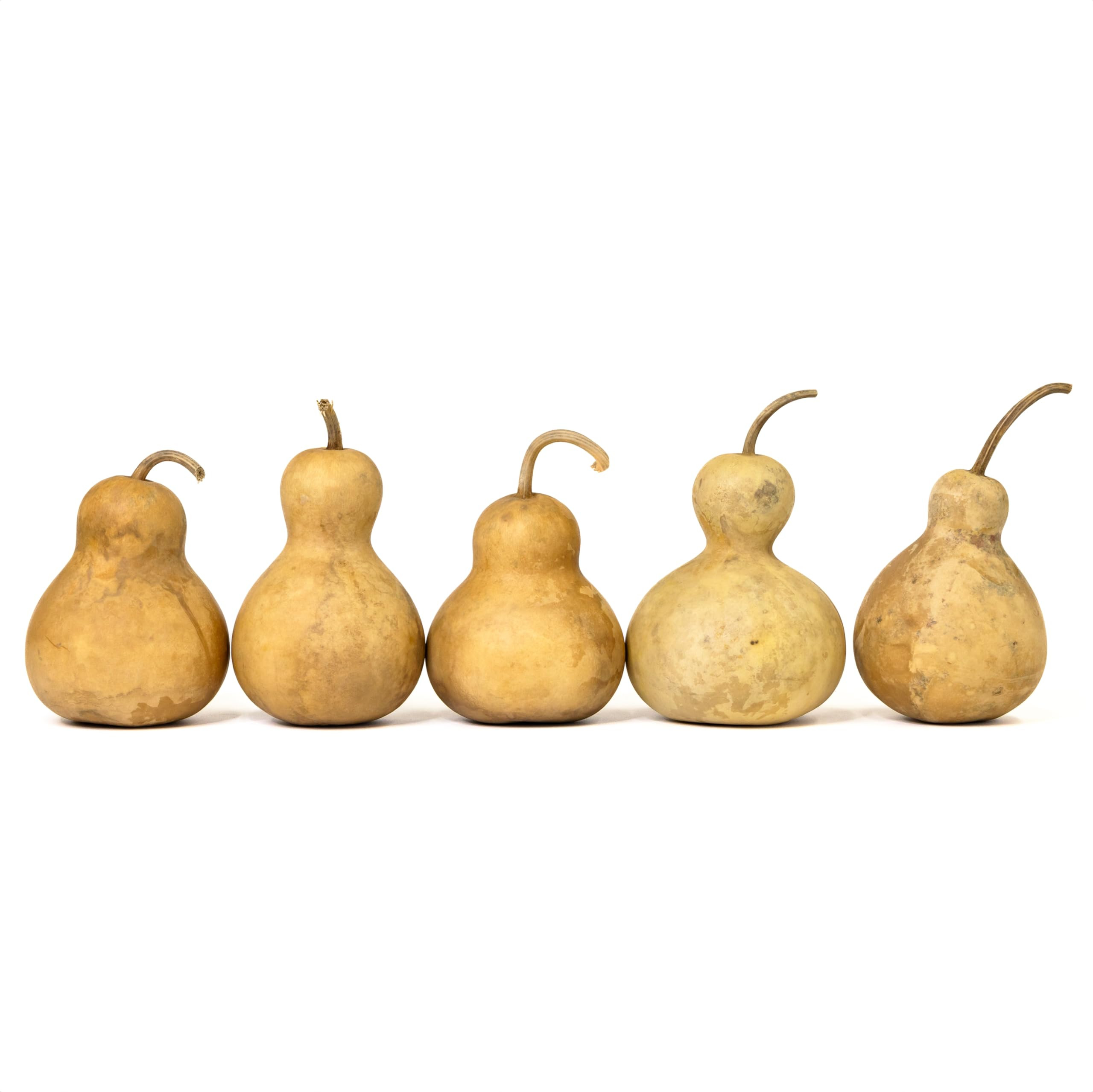 Box of 5 Dried Bottle Gourds - 4" Diameter, Ready for Crafting and Decorating | Amazon (US)