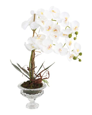 27in White Orchids In A Glass Vase | TJ Maxx
