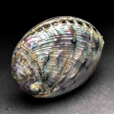 Polished Iridescent Abalone Shell Astro Gallery of Gems Size: 2" H x 5" W x 7" D | Wayfair North America