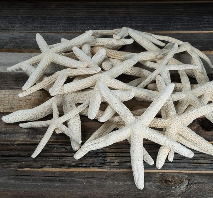 Starfish Decor - Star Fish for Craft - 15pk Uniquely Shaped 2-5" White Real Sea Stars - Beach Wed... | Amazon (US)