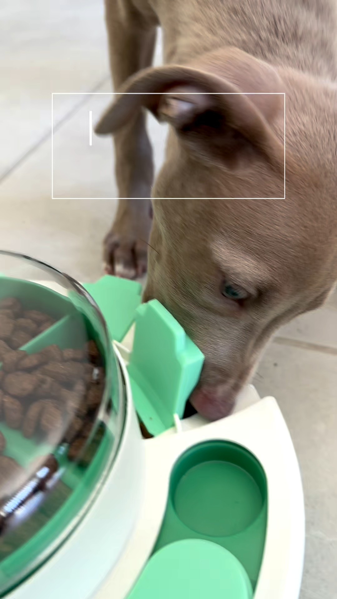 Dog puzzles for the win 

#LTKPets #LTKFamily #LTKHome