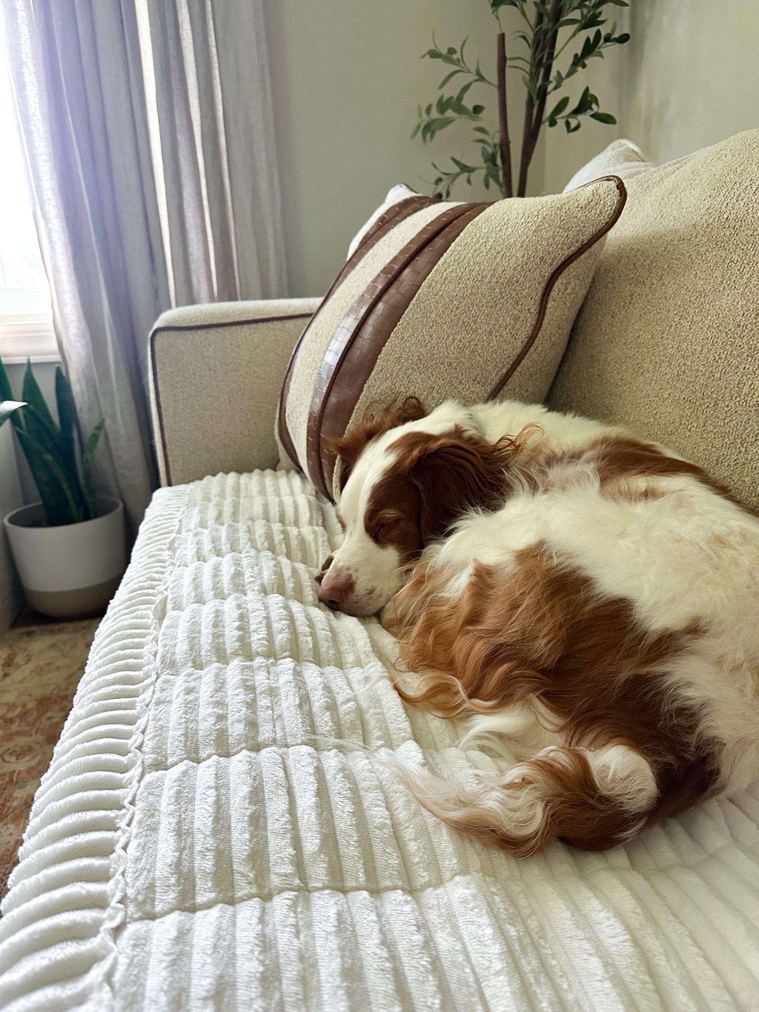 My little accent pup loves his new bed on the couch! This cover is great and washable! Quality is great, plush and aesthetically pleasing. 

Even has a coupon to clip!

#LTKSaleAlert #LTKHome