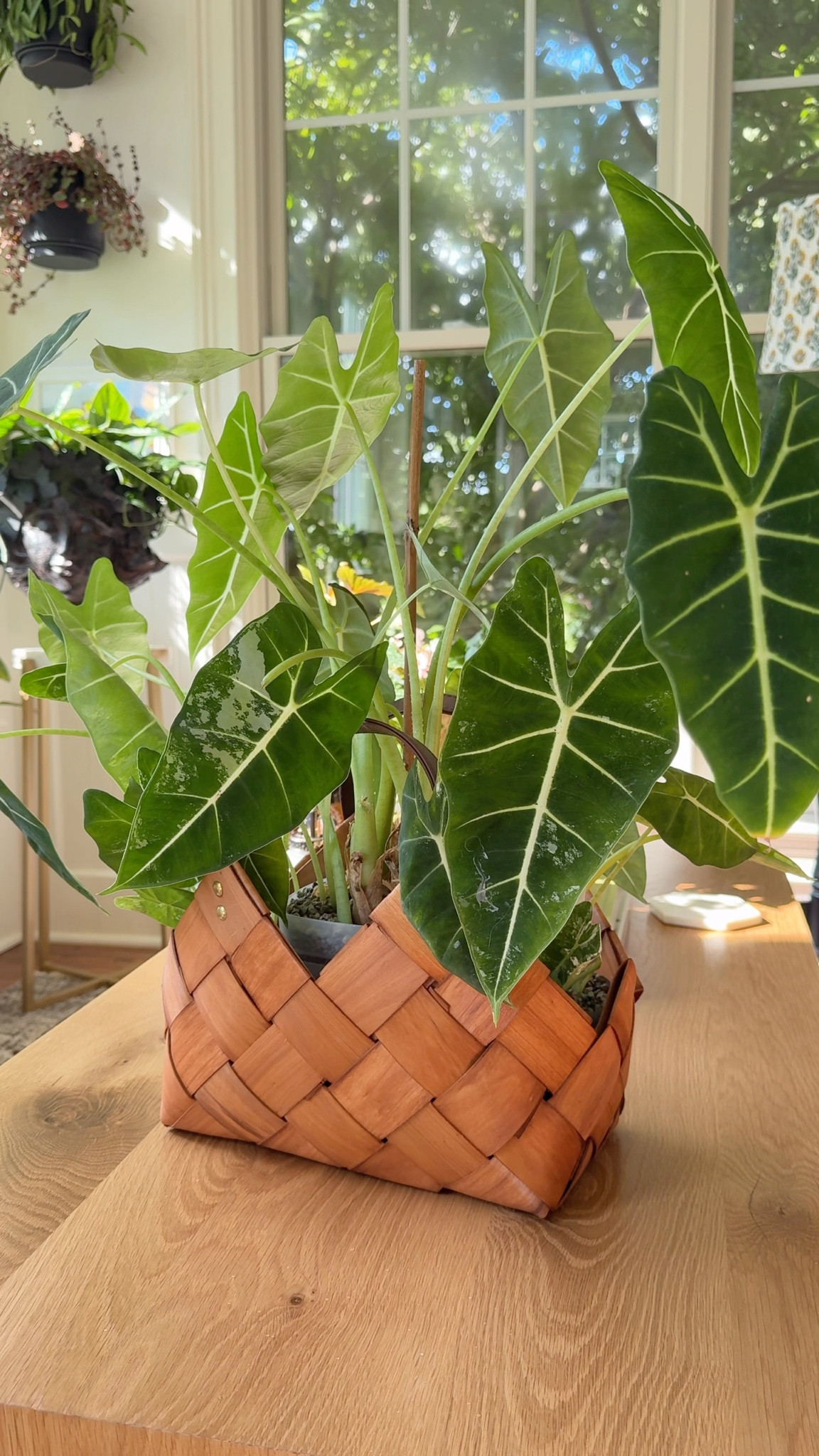 Plant Purse Stying!

#LTKFindsUnder100 #LTKHome