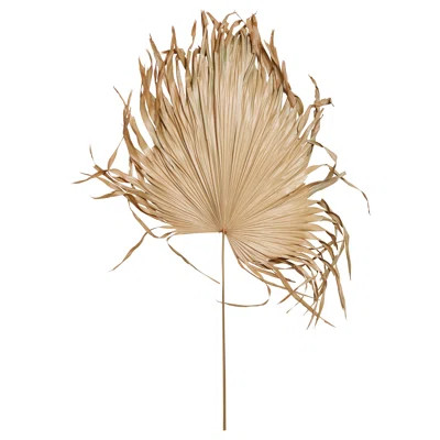 Dried Palm Fan Leaf Stem Bayou Breeze | Wayfair North America