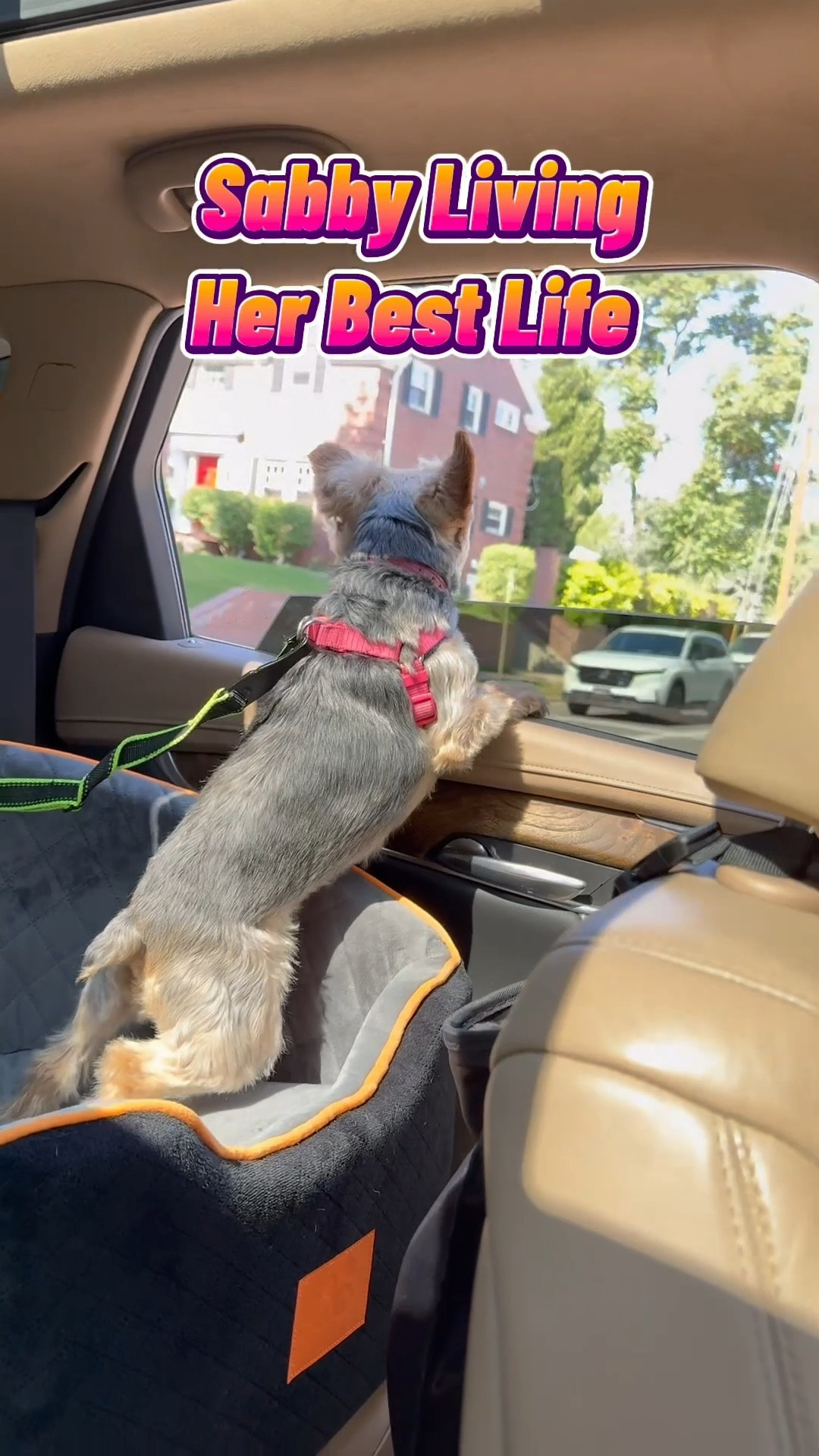 Sabby loves the wind blowing in her face like the big dogs do. To keep her safe while she smells all the smells, we use a pup car seat. 
Now that Bleu is doing better with his car sickness, he’ll get one as well  

#LTKTravel #LTKPets #LTKActive