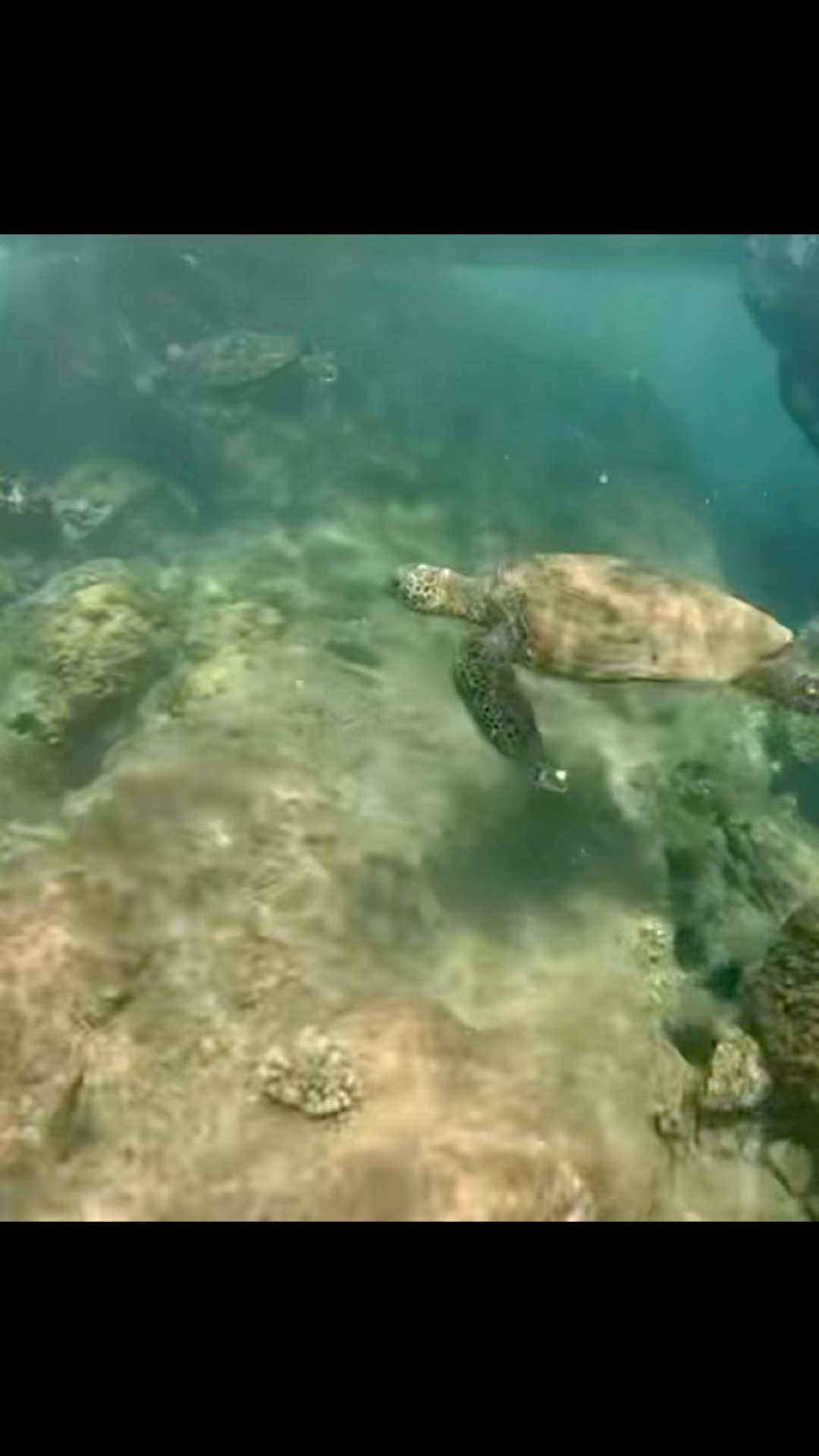 We loved swimming with the sea turtles at Makena Landing in Maui.  Capture incredible  footage of these adorable creatures with a Go Pro, an underwater action camera that takes the clearest pictures of sea life! 📹🐢 

#LTKSeasonal #LTKTravel #LTKActive