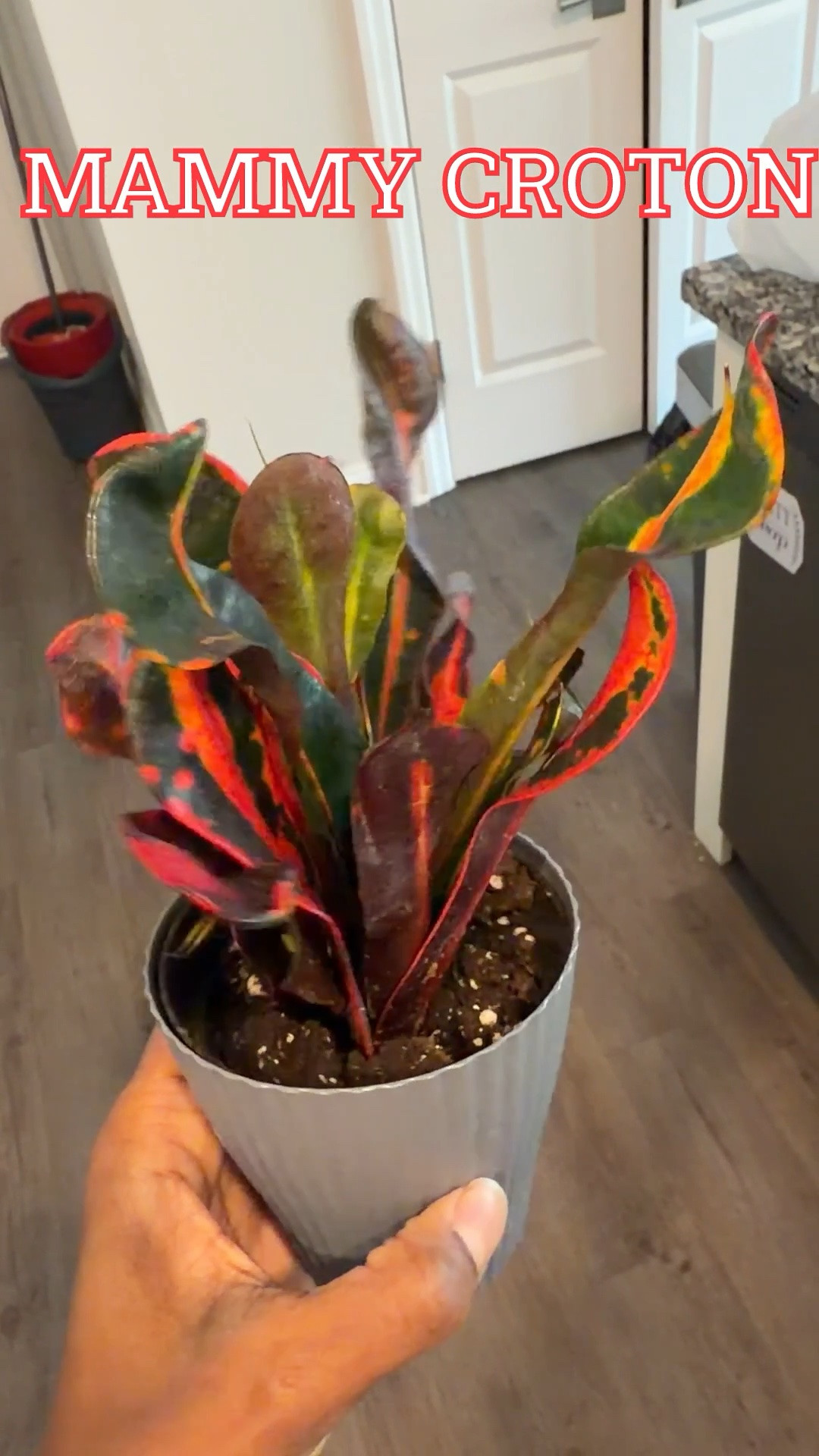 I love adding color to my collection #croton #houseplants #plantmom

#LTKHome #LTKselfcare