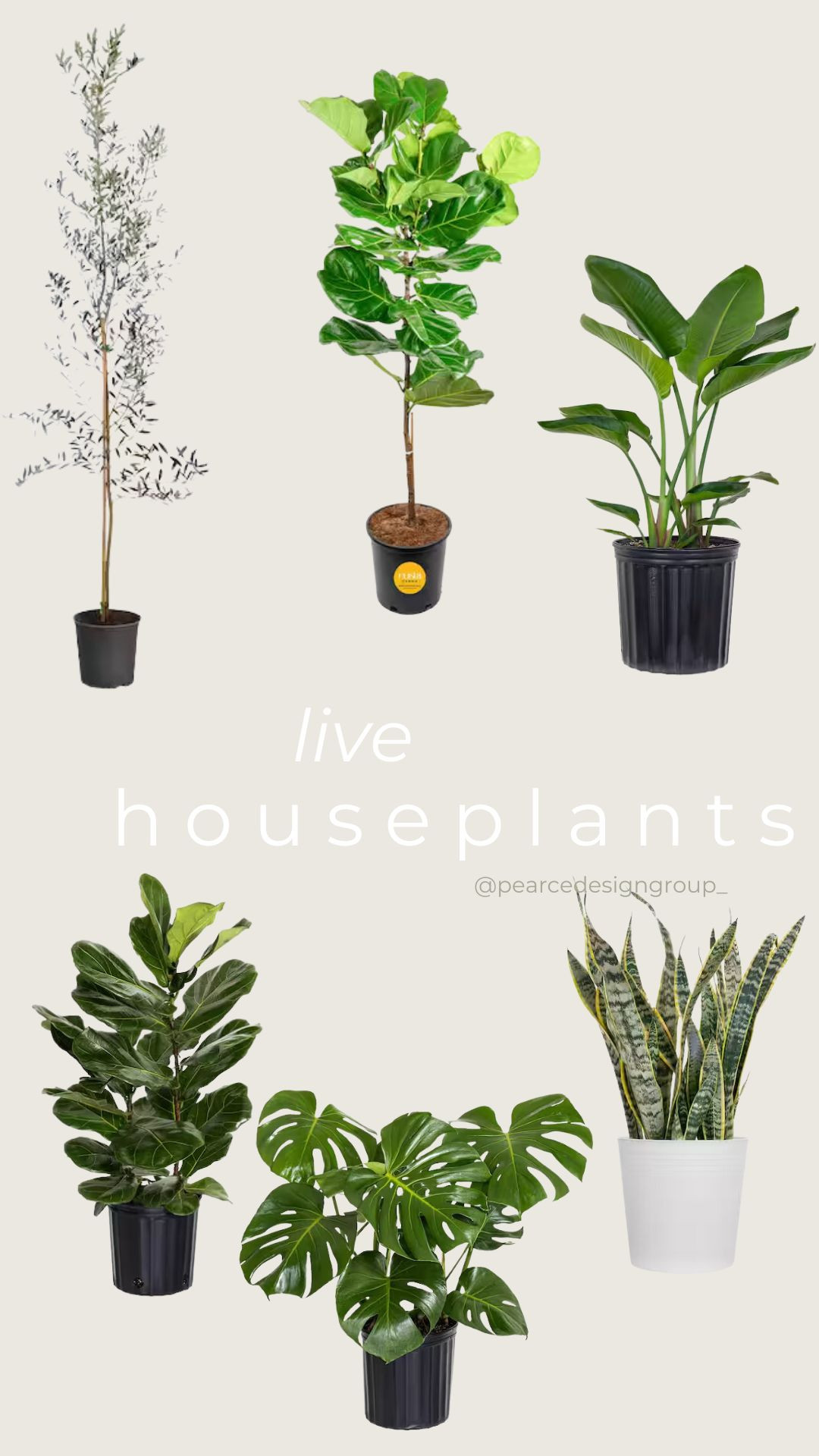 It's National Houseplant Day! Plants can add so much to a home: color, visual interest, bringing nature indoors, air filtration, texture, and more. Here are a few live houseplants you can order straight from Home Depot that don't break the bank and really help to add some life to your home! 

 #LTKHome