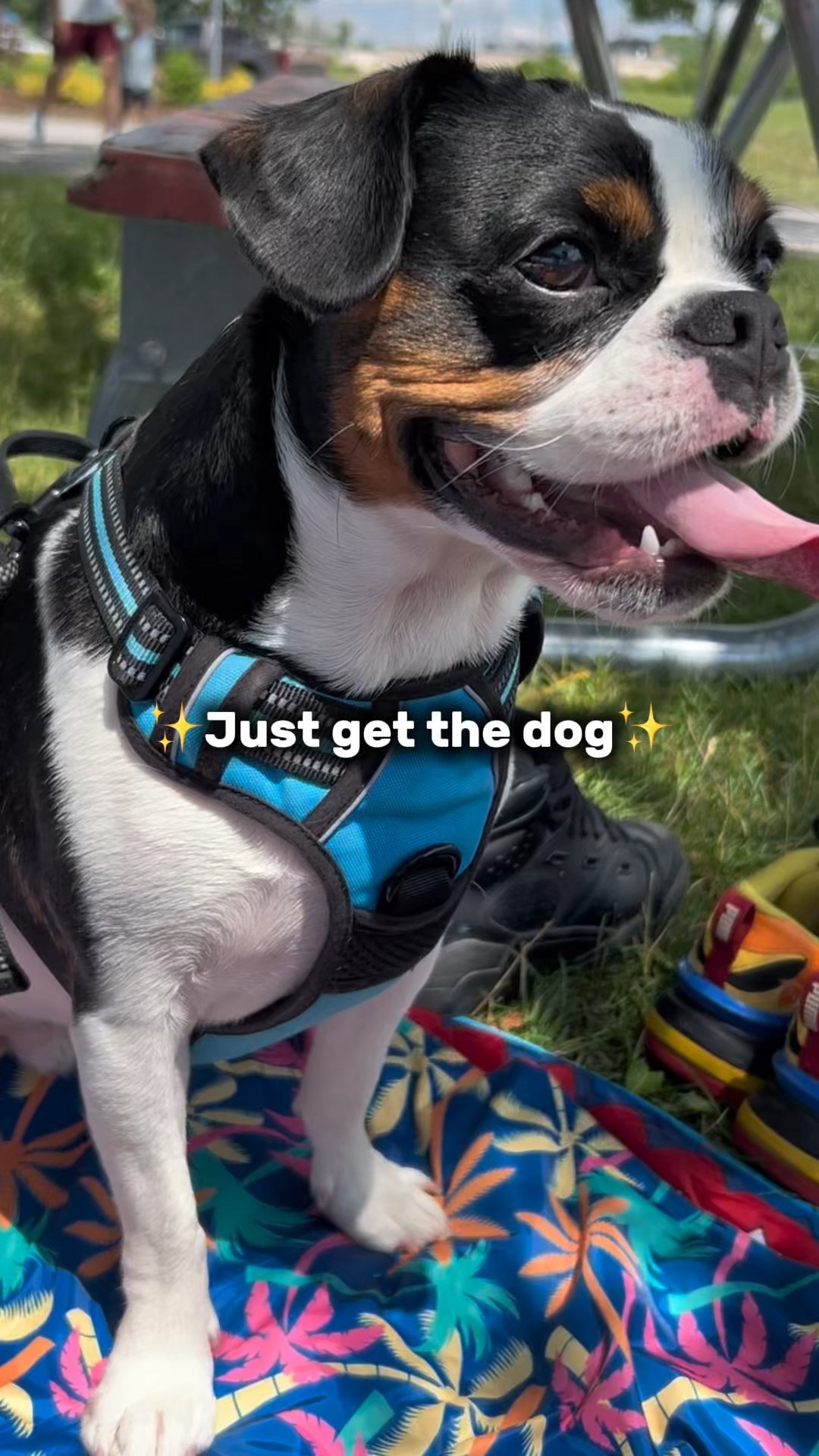 Celebrating a dog birthday the only way that feels right — sunshine, a cozy picnic, and my favorite little sidekick by my side 🐶🎂

As a dog mom, moments like this always remind me that life really is better with a dog. We kept it simple with a soft picnic blanket, a few go-to dog essentials, and lots of fresh air and cuddles.

If you’re planning a birthday, a picnic day, or just want to spoil your pup a little extra, these are some of the dog essentials we always reach for 🐾✨

#LTKFindsUnder50 #LTKFindsUnder100 #LTKHome