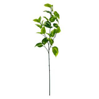 Phothos Stem by Ashland® | Stems | Michaels | Michaels Stores