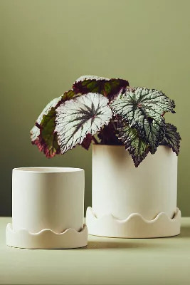 Pissaro Scalloped Ceramic Pot | Anthropologie (US)