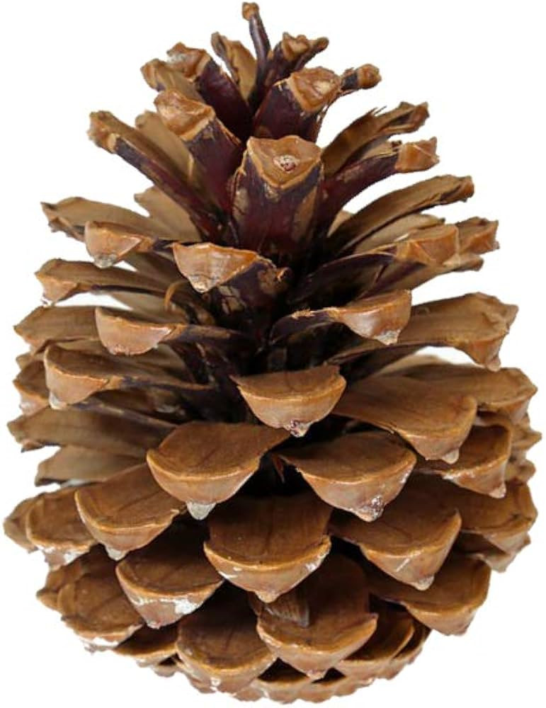3.5 inch - 4.5 inch Ponderosa Pine Cones for Crafts Wedding Displays Home Party Decorations (Natu... | Amazon (CA)