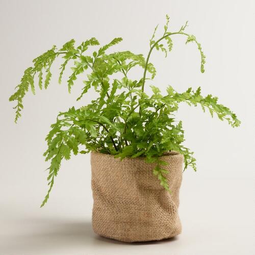 Live Mother Fern in Burlap | World Market