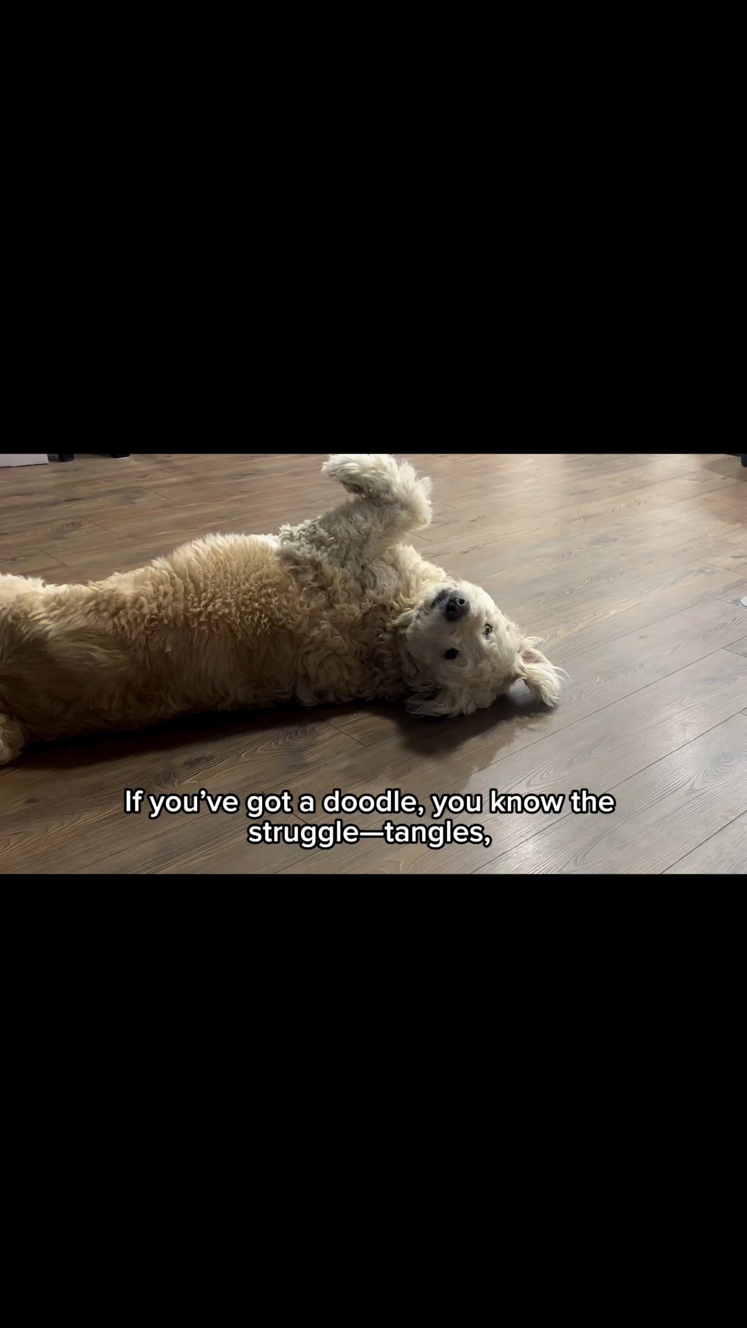 Detangle your dog’s fur in secs.

#LTKFindsUnder50 #LTKPets