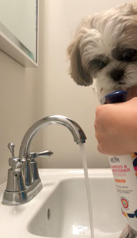 I like the smell of this dog shampoo and conditioner. It uses a plant based fragrance. @walmart #sponsored It has a convenient foaming spray feature and rinses easily with no residue. Ralphie is used to having his paws washed after walks outside. 

Shih Tzu

#LTKunder100 #LTKunder50